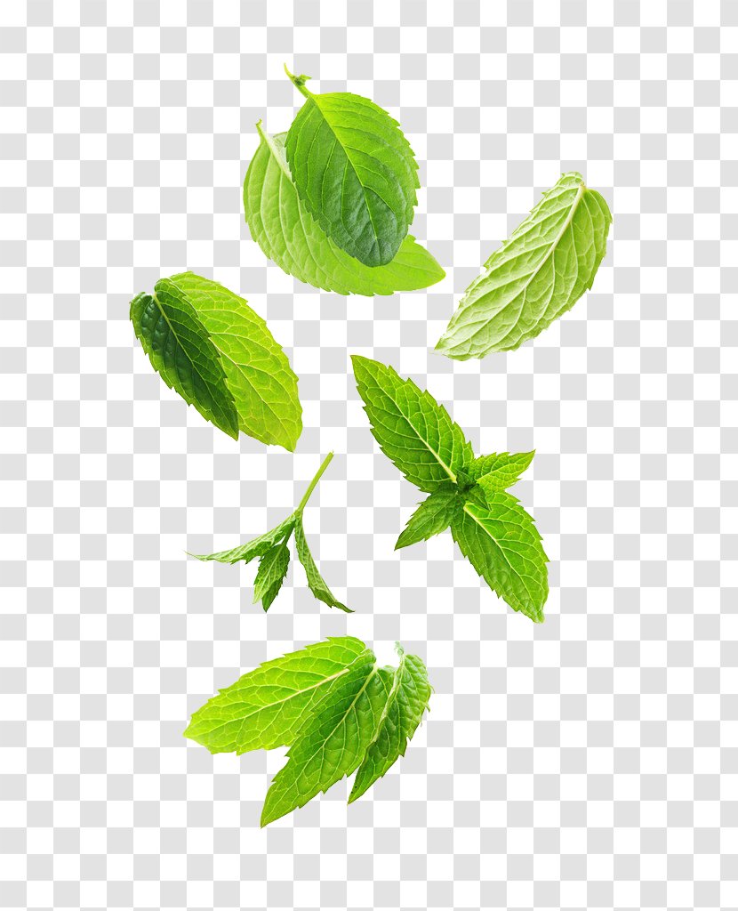 Leaf Green Plant Stem Herb - Swirling Leafy Herbs Transparent PNG