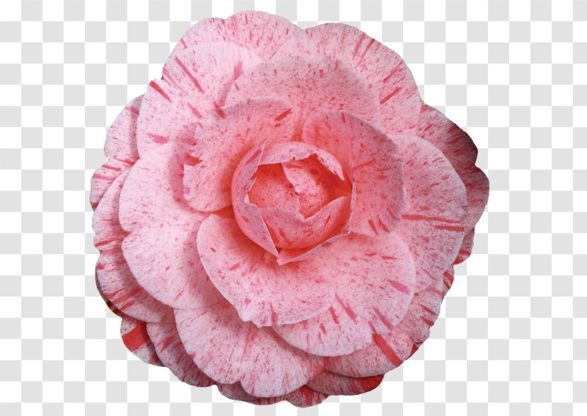 Japanese Camellia Cabbage Rose Pink Red Garden Roses - Rosa Centifolia - Lady Of The Camellias Transparent PNG