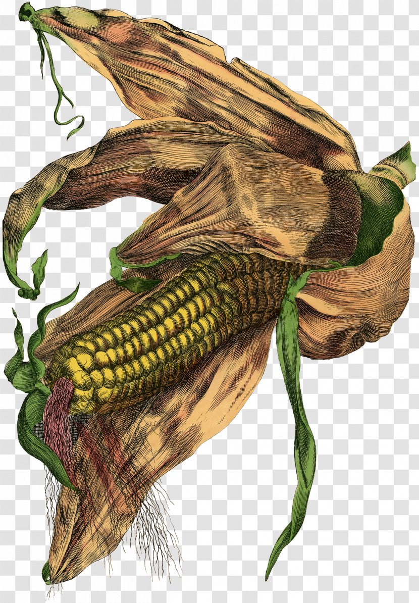 Corn Illustration Photograph Image Grain - Flower - Bundled Maize Plant Transparent PNG
