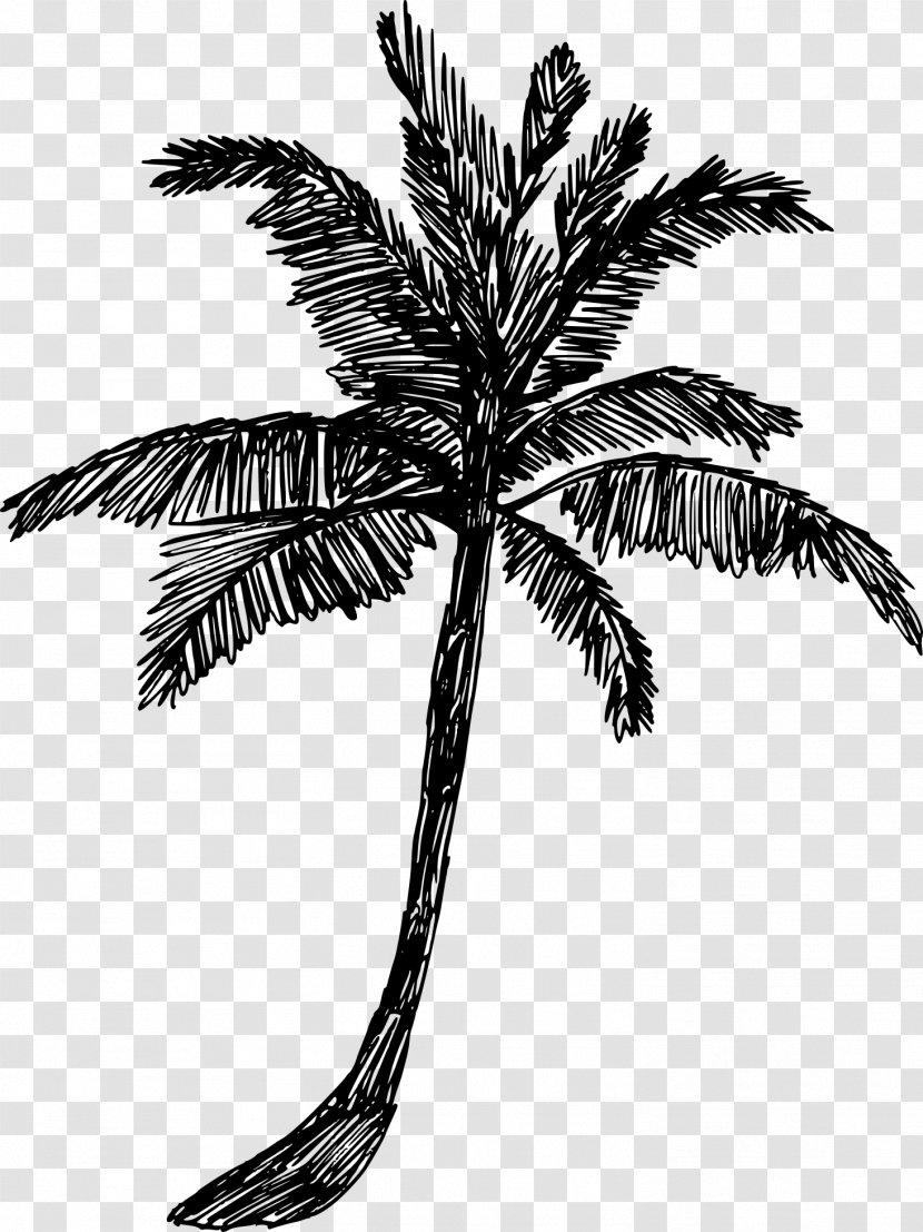 Palm Tree - Coconut Woody Plant Transparent PNG