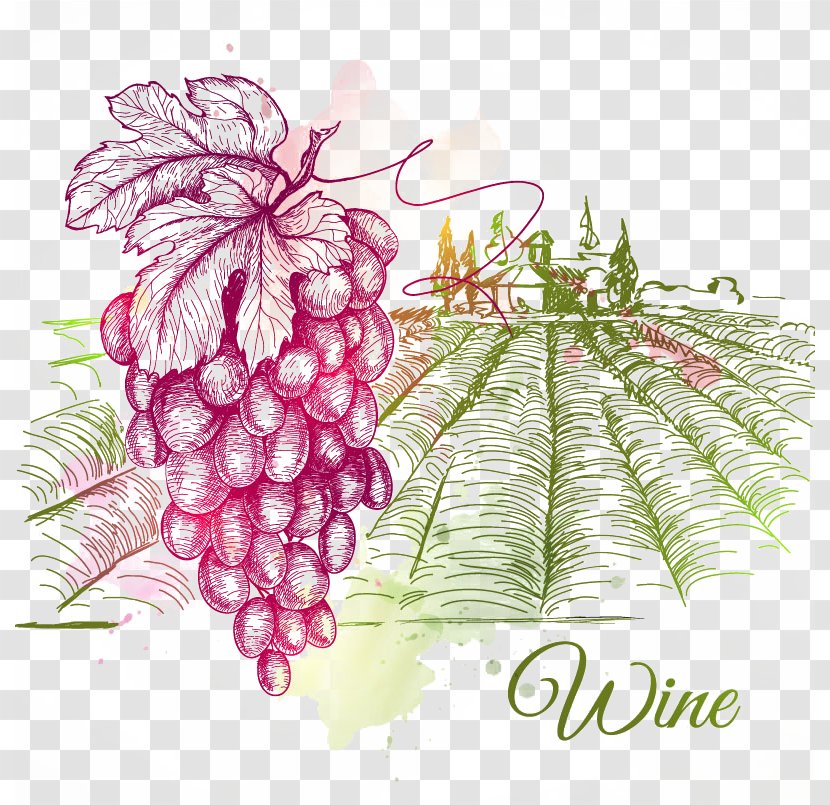 Wine Common Grape Vine Drawing - Fruit - Hand-painted Estate Transparent PNG