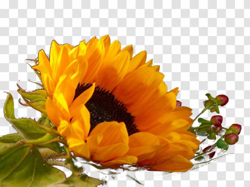 Common Sunflower Plant Euclidean Vector Transparent PNG