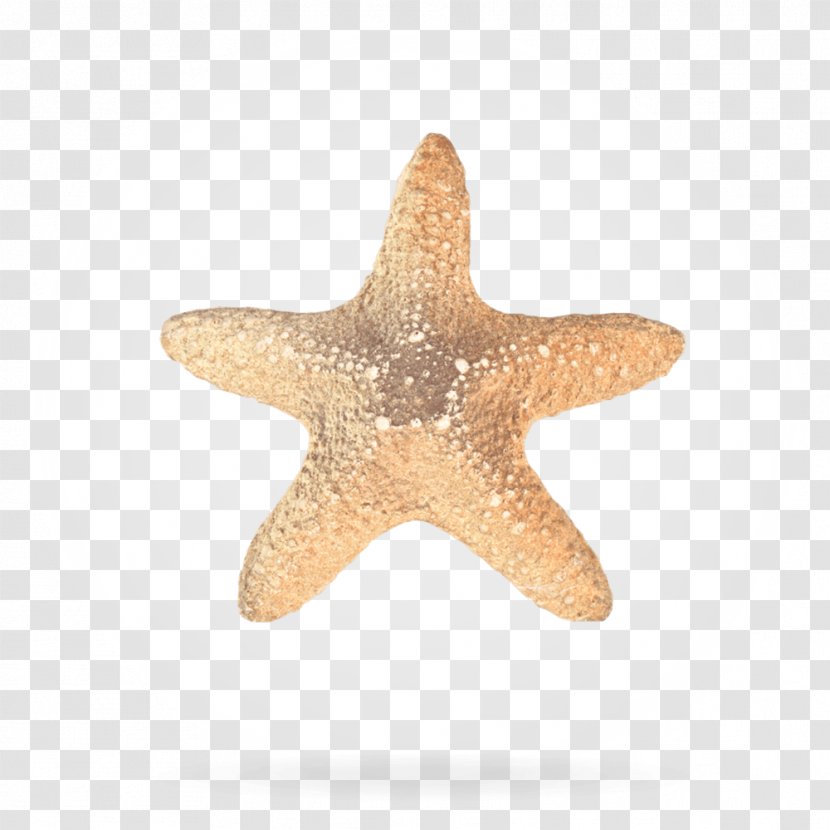 Starfish Przetwarzanie Danych Osobowych Ornamental Plant CAPTCHA Floral Design - Personally Identifiable Information - Star Graphic Transparent PNG