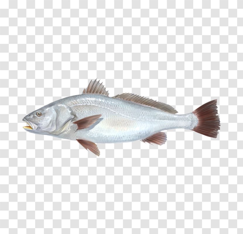 Cod Fish Products 09777 Oily Salmon Transparent PNG