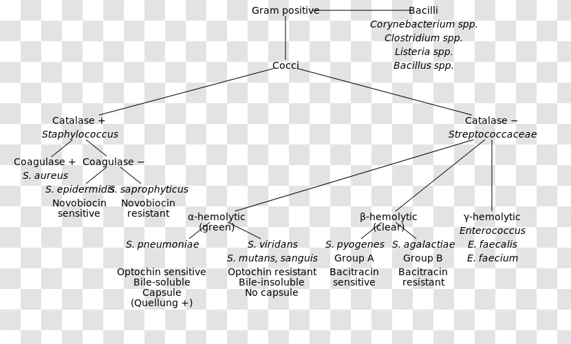 Gram-positive Bacteria Gram-negative Gram Stain Coccus - Text - Classification Transparent PNG