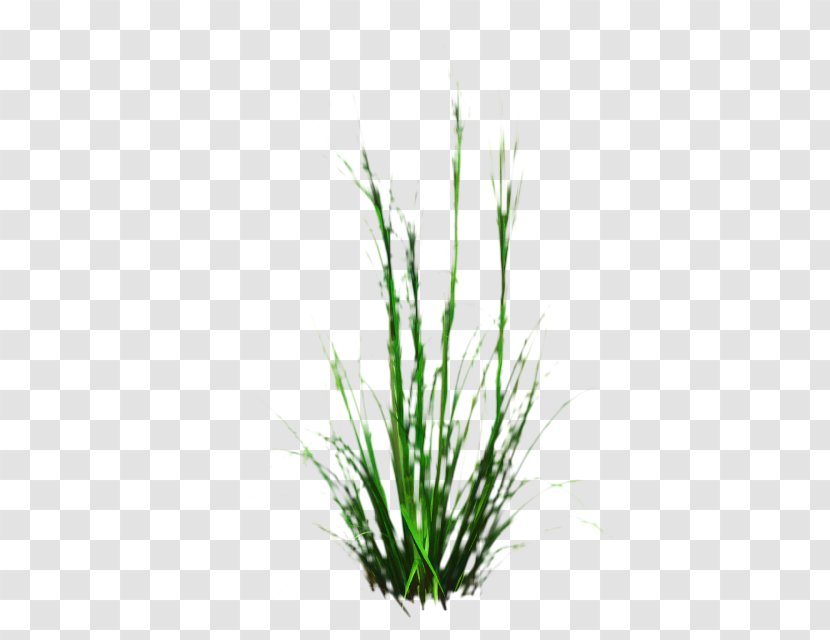 Green Grass Background - Sweet - Herb Elymus Repens Transparent PNG