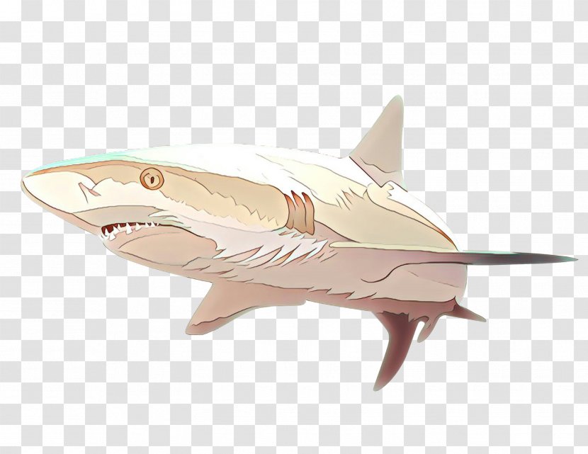 Shark - Fish - Lamniformes Lamnidae Transparent PNG