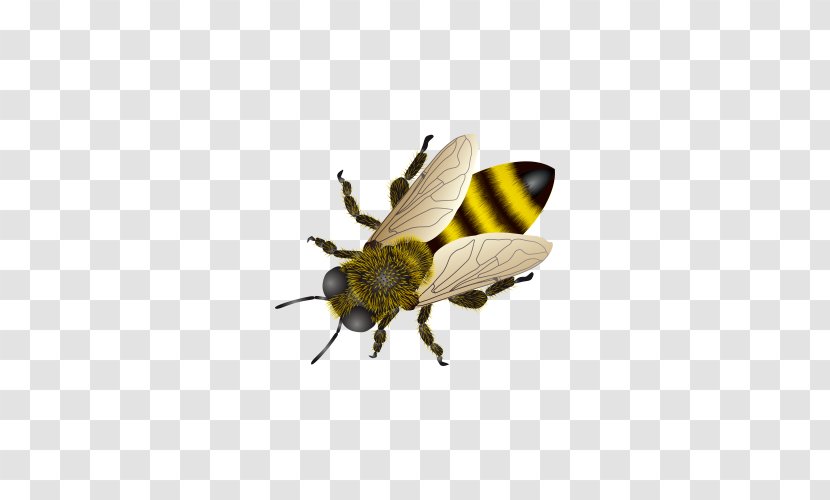 Honey Bee Insect Clip Art - Queen - Picture Transparent PNG