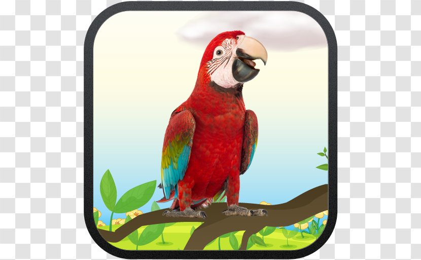 Macaw My Talking Parrot Bird Lion Transparent PNG