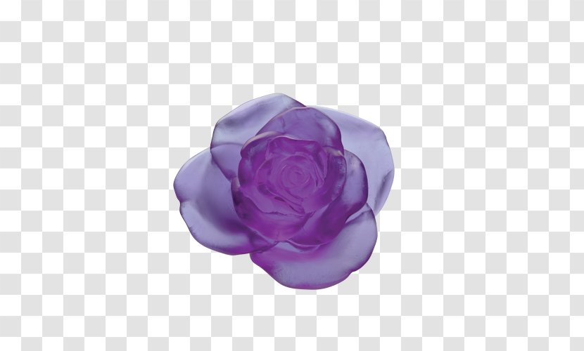 Garden Roses Floral Design Daum Flower Cabbage Rose - Family Transparent PNG