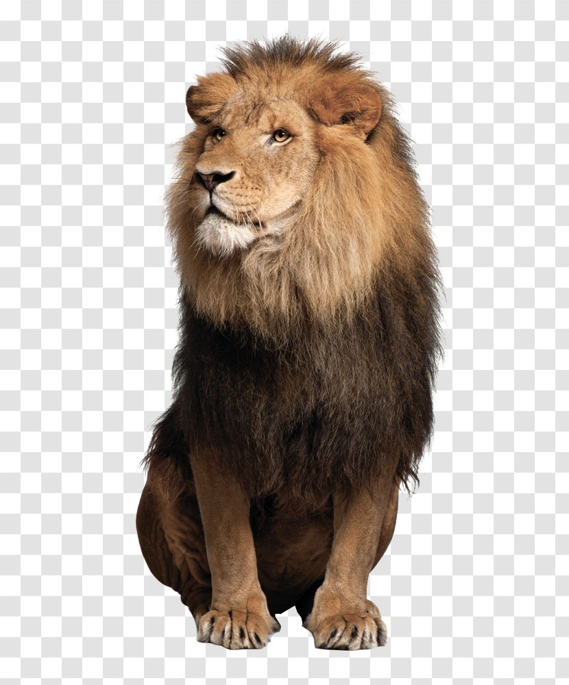 Lion Jaguar Felidae Liger Stock Photography - Terrestrial Animal Transparent PNG