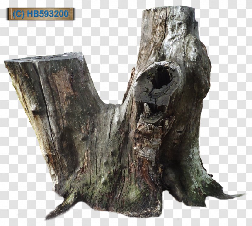 Tree Stump Trunk Root - Bark Transparent PNG