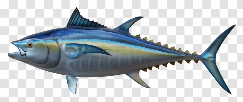 Thunnus Swordfish Mackerel Sardine Milkfish - Fish Transparent PNG