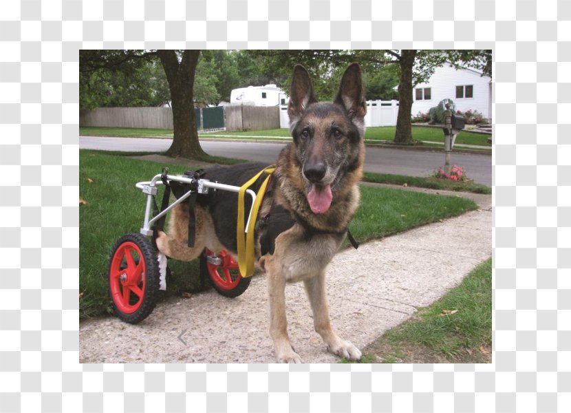 German Shepherd Pembroke Welsh Corgi Wheelchair Walkin' Wheels Hip - East European Transparent PNG