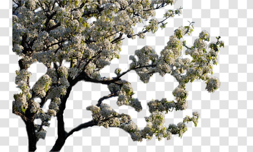 Twig - Tree - Flowering Trees Transparent PNG