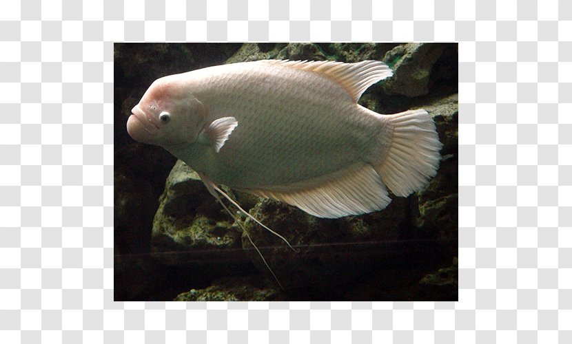 Aquariums Giant Gourami Fish Oscar - Ornamental Transparent PNG