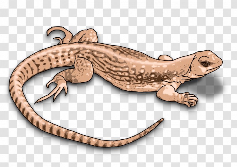 Komodo Dragon Lizard Clip Art - Amphibian Transparent PNG
