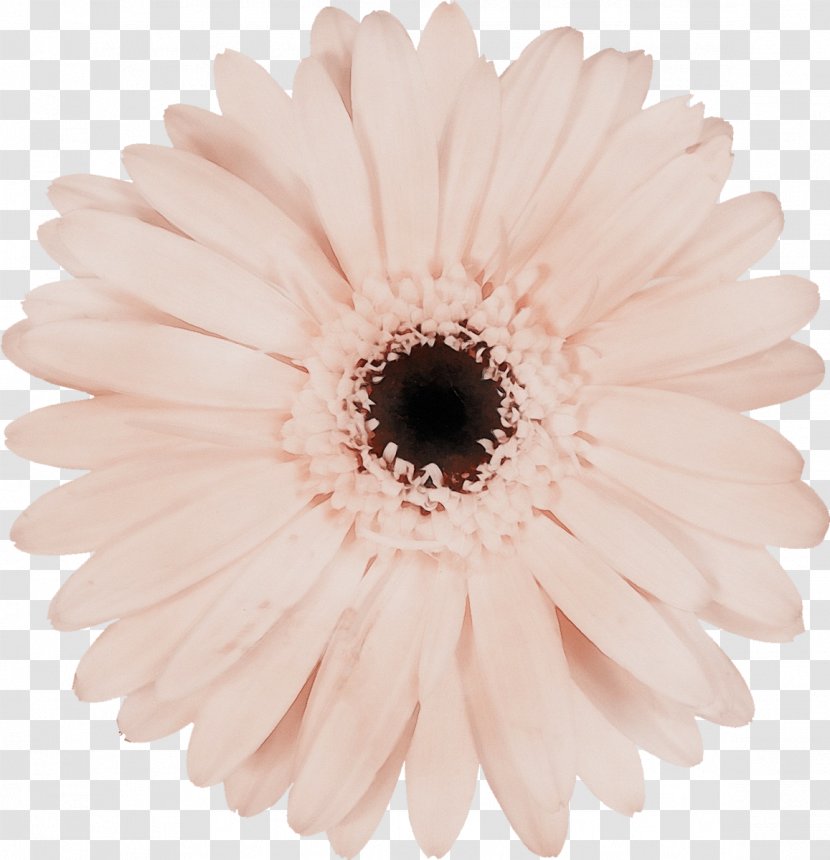 Flowers Background - 40 Tooth - Aster Marguerite Daisy Transparent PNG