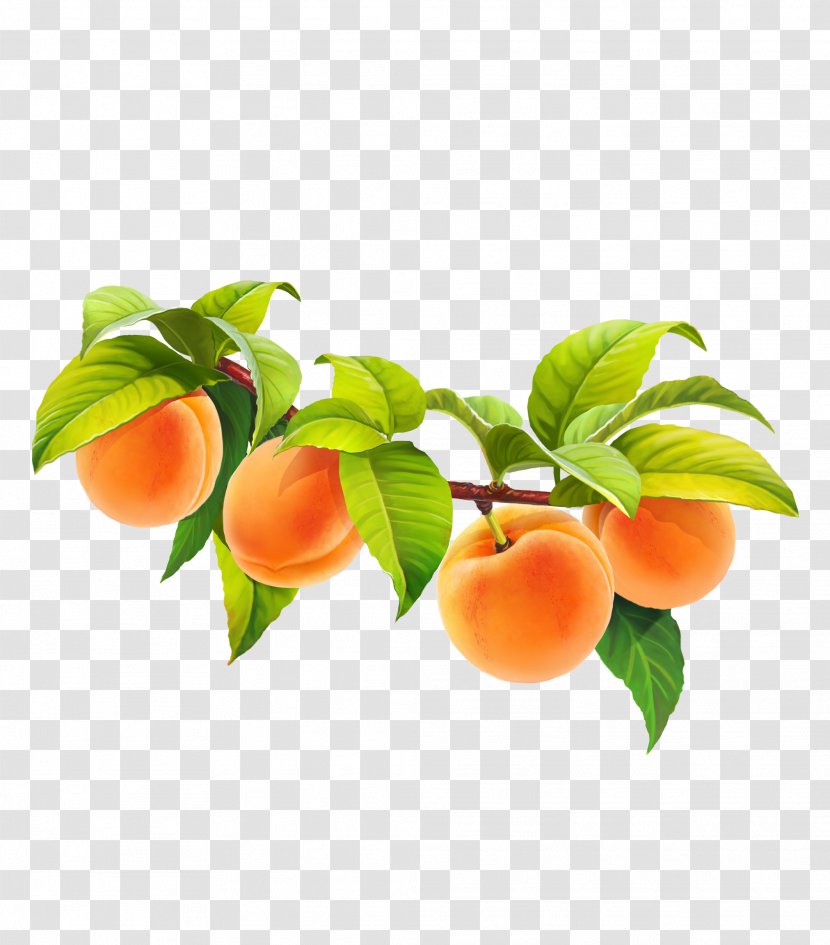 Apricot Fruit Peach Juice - Dates tree Transparent PNG