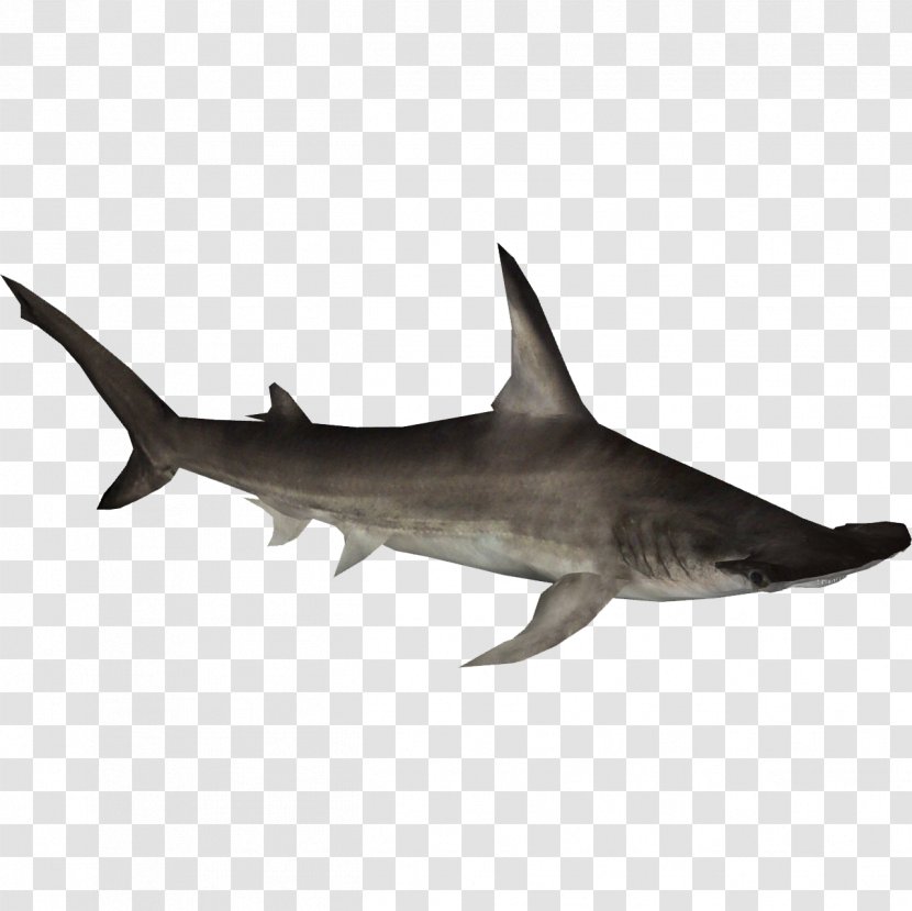 Tiger Shark Hammerhead Great Squaliform Sharks - White - Hammerheadsharkhd Transparent PNG