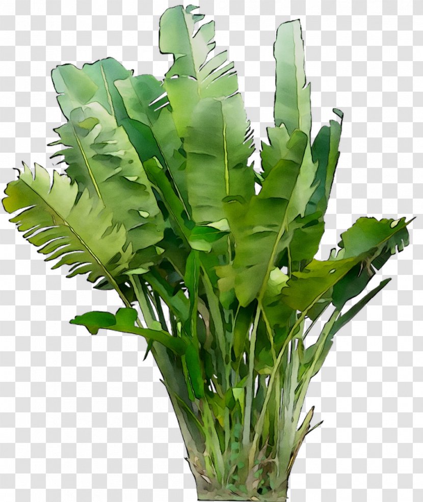 Leaf Greens Plant Stem Vascular Herb - Houseplant - Flowering Transparent PNG