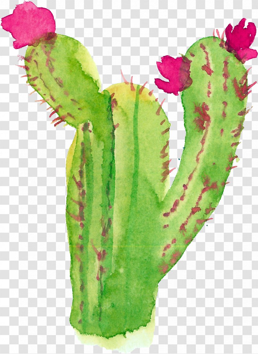 Modern Watercolor: A Playful And Contemporary Exploration Of Watercolor Painting Succulent Plant - Cactaceae - Cactus Transparent PNG