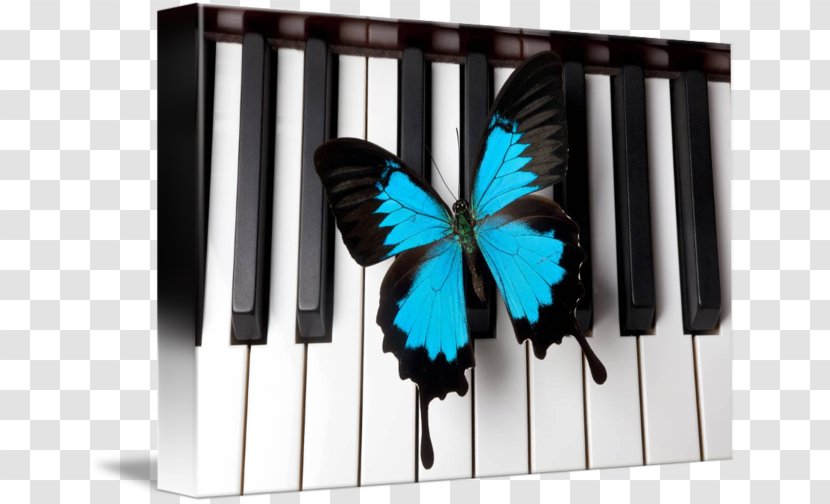Piano Flower Dance Pianist Google Maps Business - Keyboard Transparent PNG
