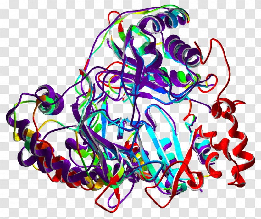 Protein Structure Enzyme Biological Organisation - Folding - Superimposing Transparent PNG