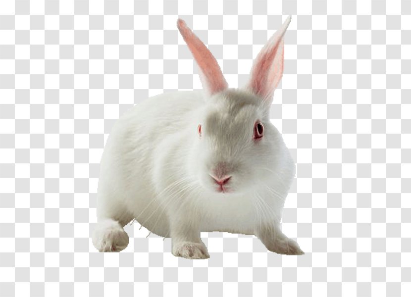 Holland Lop Leporids Rabbit Horse Pet - Free Pull Material Transparent PNG