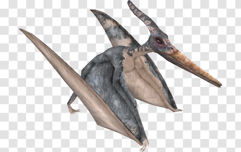 Fauna Beak - Wing - Pteranodon Transparent PNG