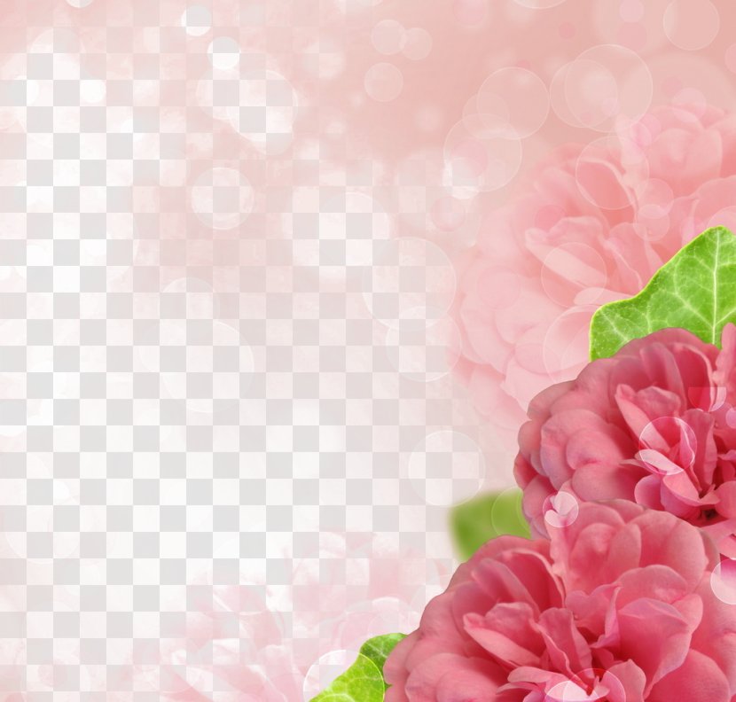 Rose Stock Photography Microsoft PowerPoint Flower - Heart - Pink Hibiscus Edge Transparent PNG