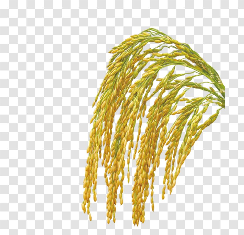 Rice Bran Oil Crop Oryza Sativa - Wheat Transparent PNG