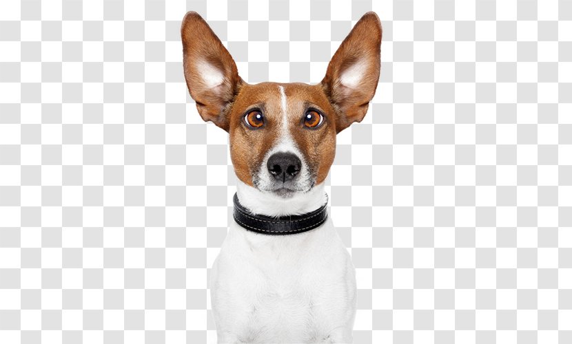 Dog Walking Stock Photography Pet Daycare - Cute Transparent PNG