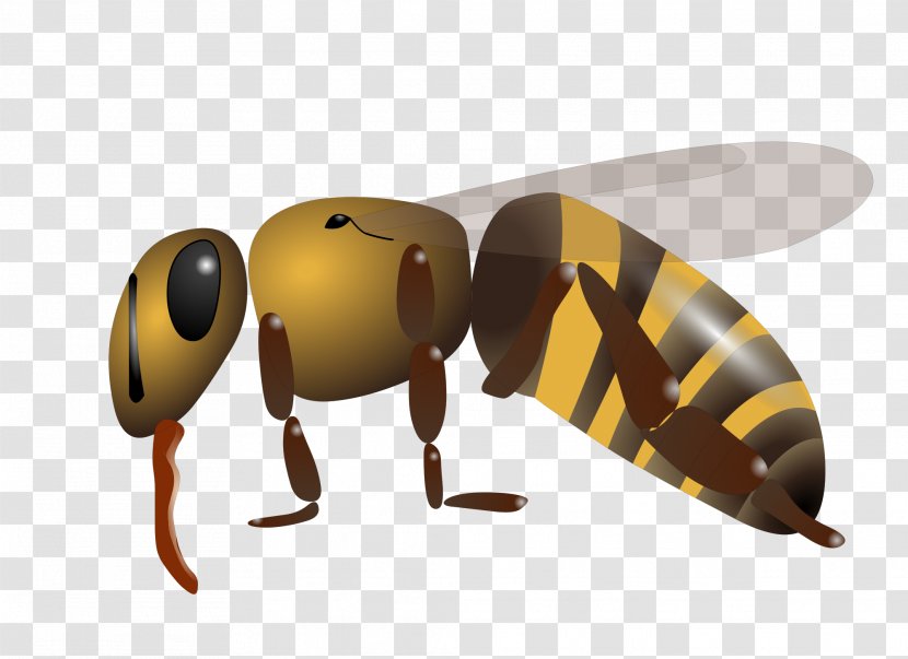 Western Honey Bee Insect - Wiktionary Transparent PNG