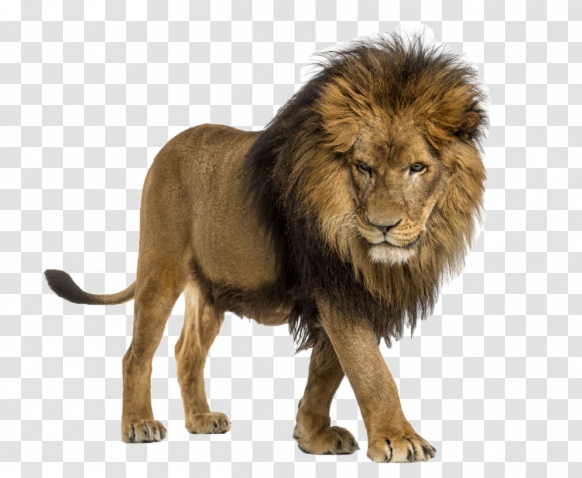 African Lion Cat The Attitude Stock Photography Illustration - Royalty Free - A Transparent PNG