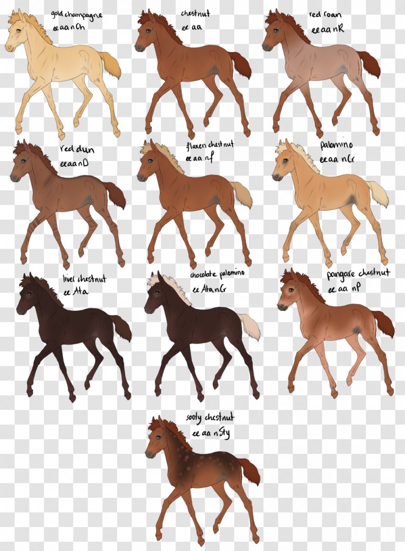 Appaloosa Mustang Foal Pony Chestnut - Silhouette - Brown Hair Color Transparent PNG