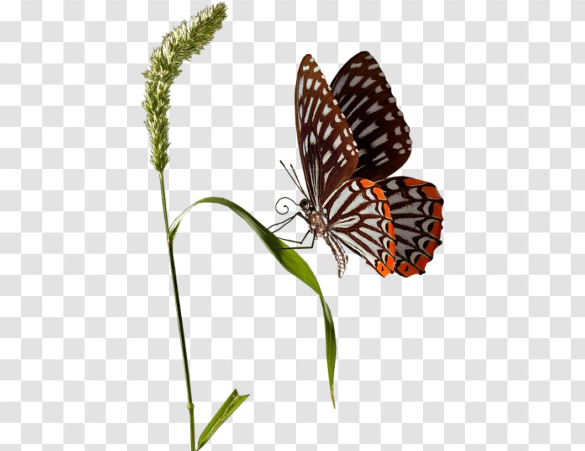 Butterfly Clip Art - Tk - Insect Transparent PNG