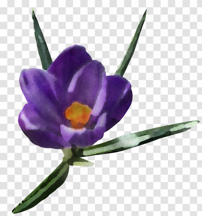 Flower Violet Purple Plant Spring Crocus Transparent PNG