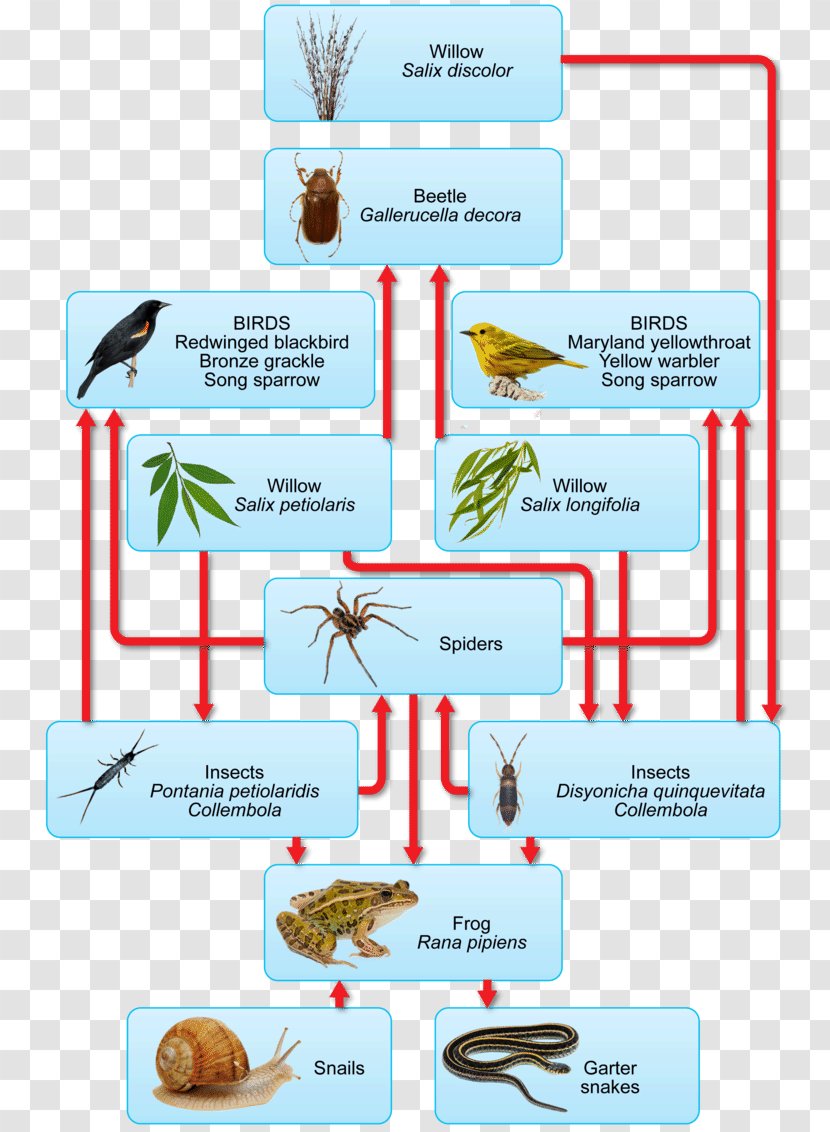 A Food Chain Ecosystem Energy Flow Web - Biology Teacher Transparent PNG