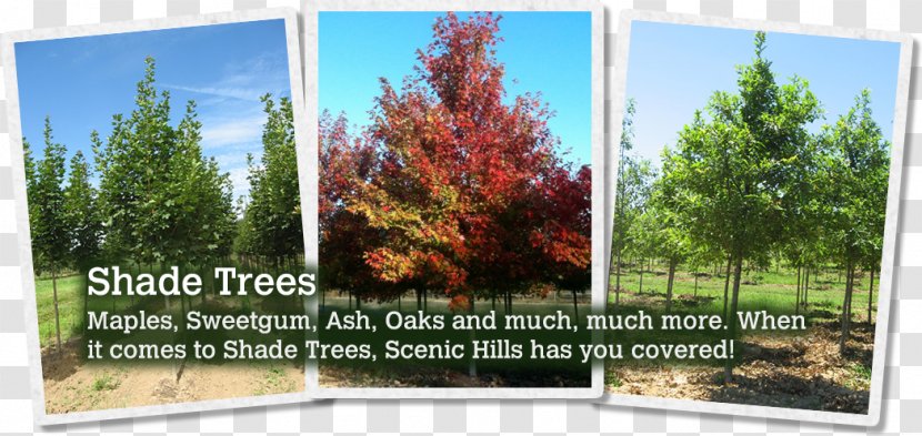 Tree Scenic Hills Nursery Evergreen Summerstone Inc - Woody Plant - Crape Myrtle Transparent PNG