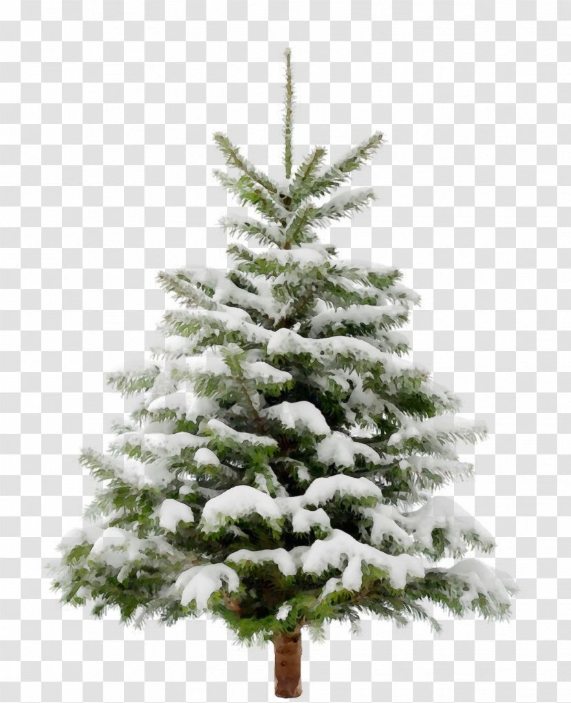 Christmas Tree - Paint - Oregon Pine Lodgepole Transparent PNG