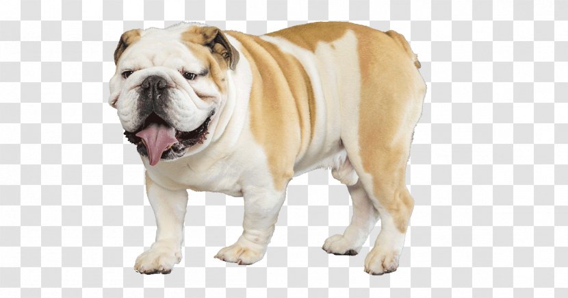 Old English Bulldog French Toy American - Vertebrate - Puppy Transparent PNG