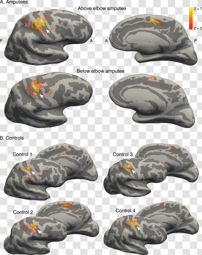 Brain Primary Somatosensory Cortex Finger Cerebral Nervous System - Watercolor Transparent PNG
