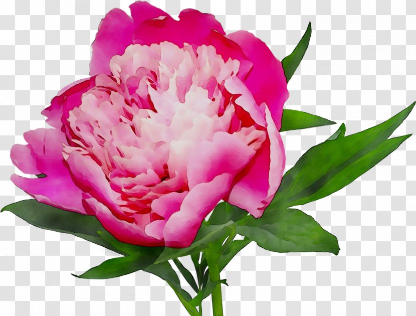 Peony Cut Flowers Online Shopping White Pink - Common Transparent PNG