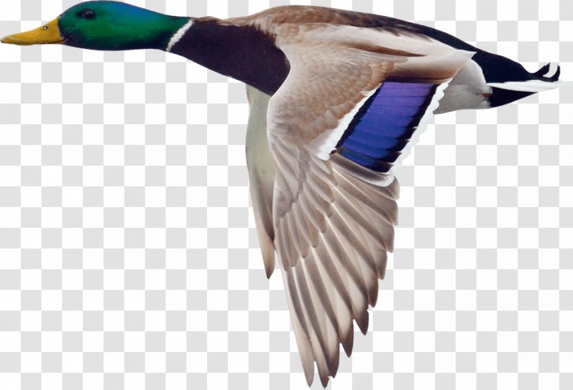 Mallard Duck Goose Bird Hunting Transparent PNG