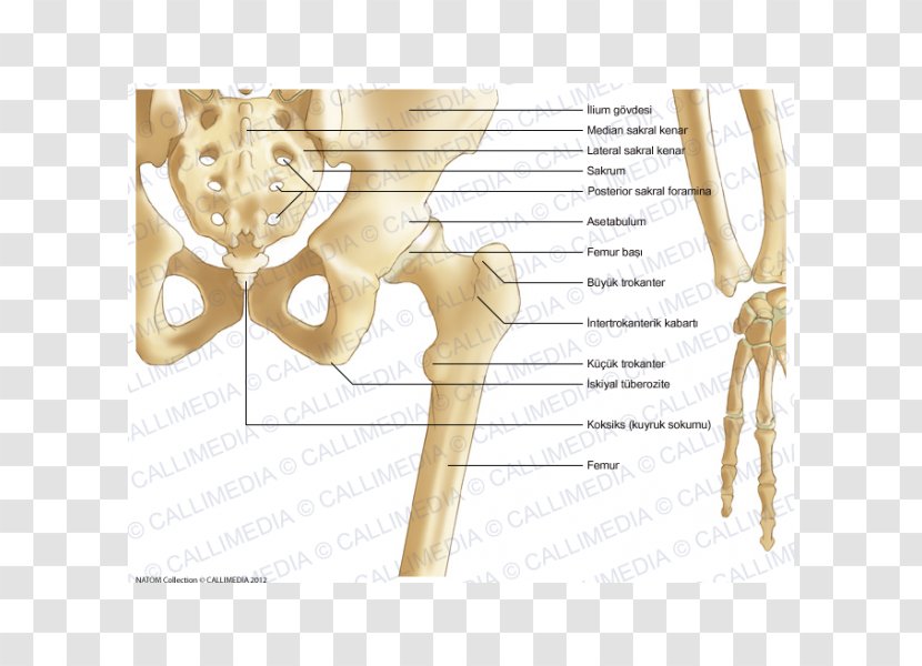 Pelvis Anatomy Bone Hip Coronal Plane - Tree - Osso Transparent PNG