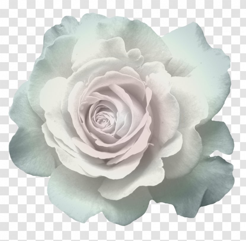 Garden Roses Cabbage Rose Cut Flowers Floribunda - Plant - Semen Transparent PNG