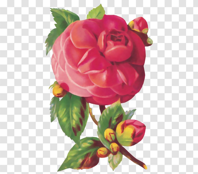Flower Friendship Garden Roses - Arranging Transparent PNG