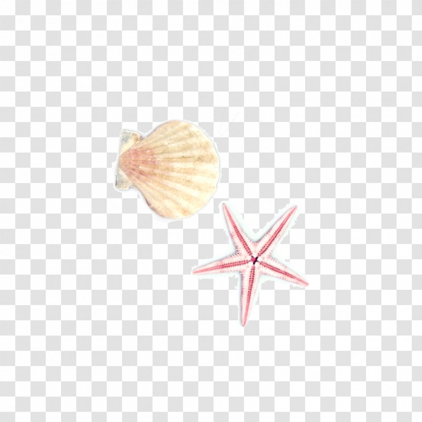 Starfish Seashell Euclidean Vector - Hand Painted Shellfish Transparent PNG