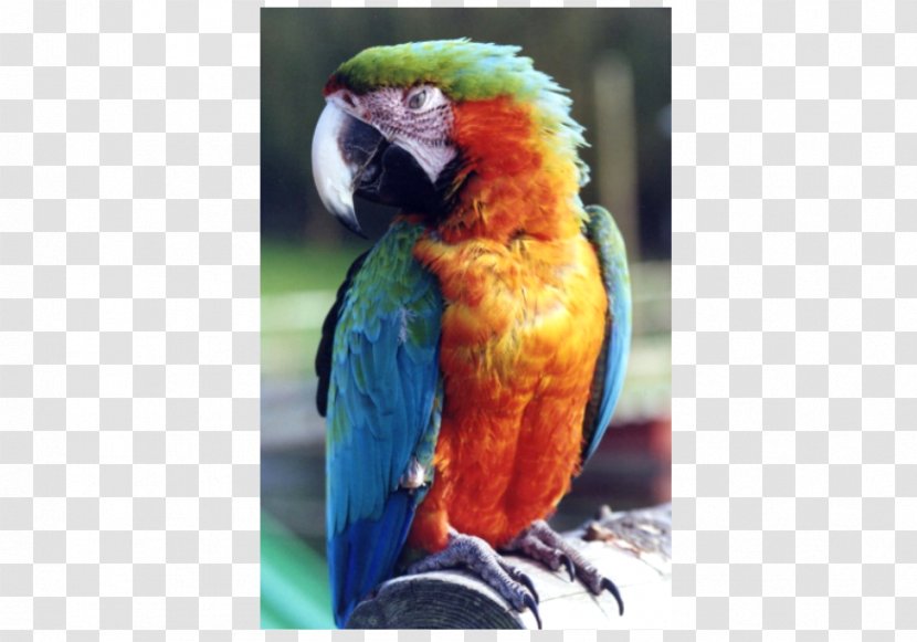 Welsh Hawking Centre Macaw Parakeet Lories And Lorikeets Tourist Attraction - Shopping Transparent PNG